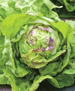 Sałata Królowa Majowych