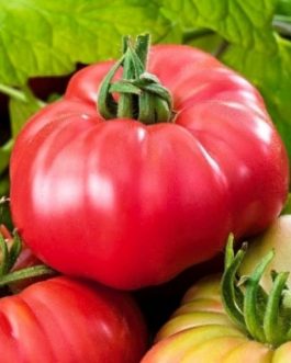 Pomidor Malinowy Ożarowski