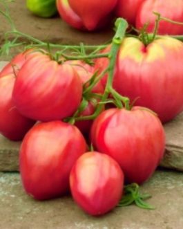 Pomidor BAWOLE SERCE