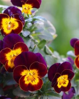 Bratek wielkokwiatowy – brązowy z żółtą plamą Ł1.30