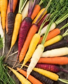 MARCHEW mieszanka kolorowych odmian, nasiona otoczkowane