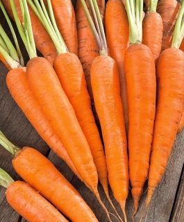 Marchew Karotina