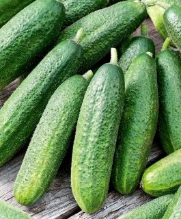 Ogórek Partner F1 nasiona otoczkowane -£2