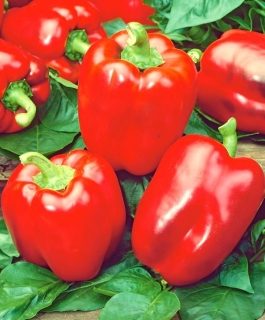 papryka California Wonder Ł1.80