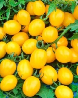 Pomidor CYTRYNEK groniasty, żółty