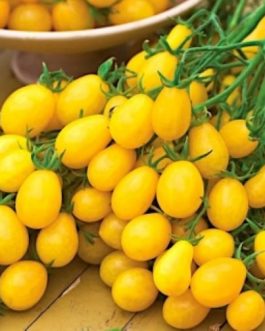 Pomidor Ildi – żółty czereśniowy, koktajlowy,