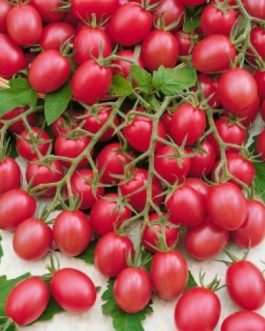 Pomidor Malinowy Kapturek