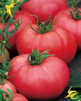 Pomidor Malinowy Kujawski