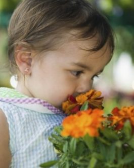 WESOŁY OGRÓDEK- Aksamitka Kosmitka