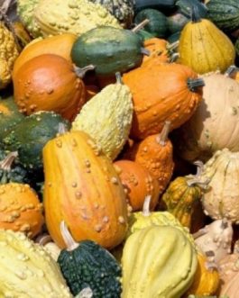 WESOŁY OGRÓDEK- Ozdobna dynia, co cuda wyczynia!