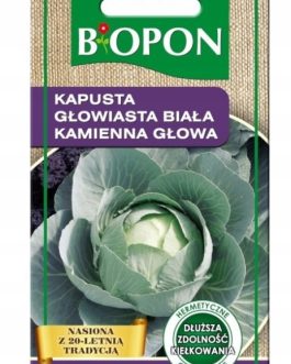 KAPUSTA KAMIENNA GŁOWA