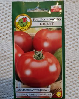 pomidor gruntowy Gigant
