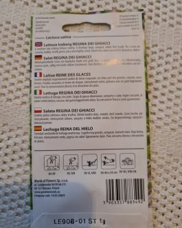 sałata Regina Dei Ghiacci