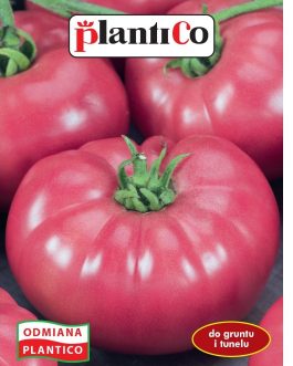 pomidor Malinowy Warszawski