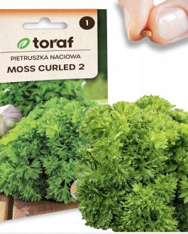 pietruszka naciowa Moss curled 2