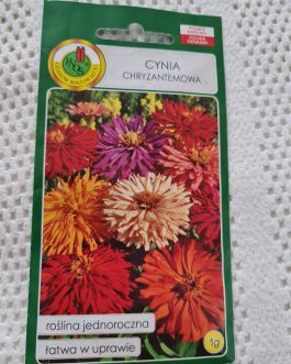 Cynia chryzantemowa