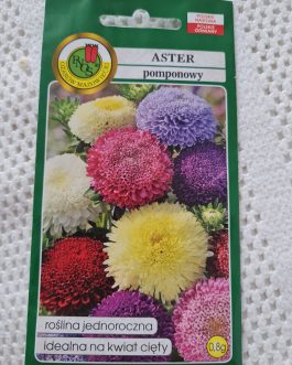 Aster pomponowy