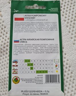 Aster pomponowy