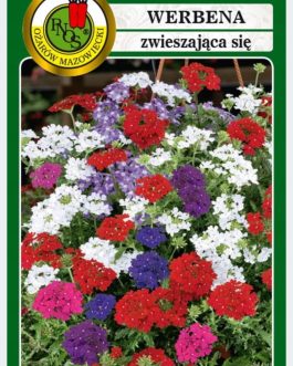 Werbena zwieszająca