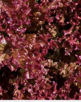 Sałata liściowa Lollo Rosso